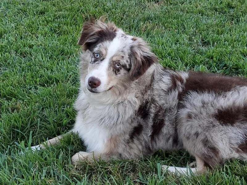 Azurite Australian Shepherds