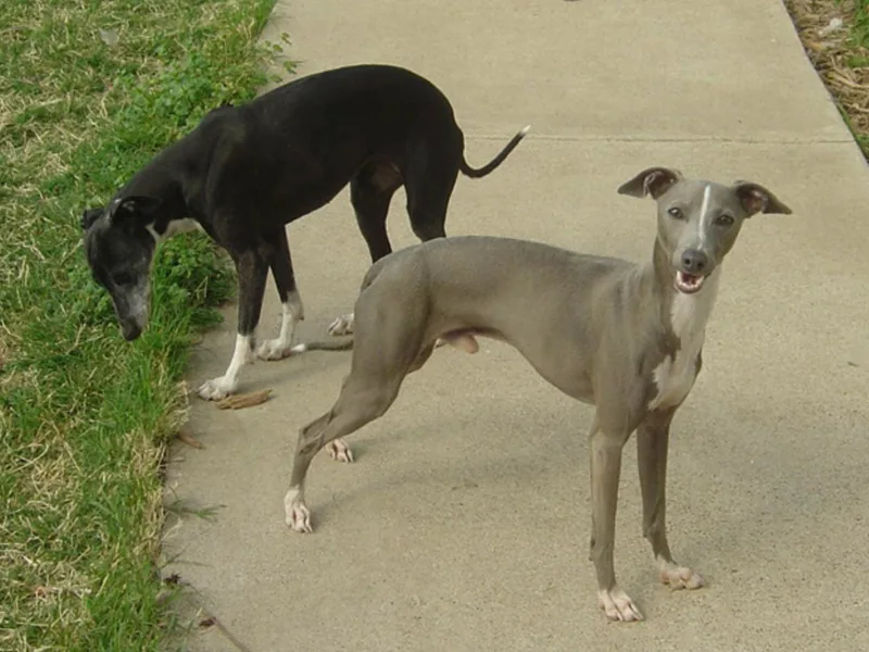 Azygous Italian Greyhounds