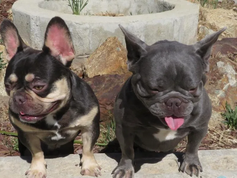 B.A.D_Frenchies