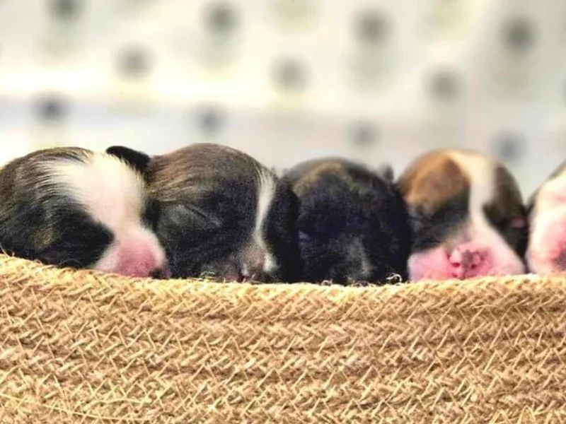 B&amp;B Designer Shihpoo’s