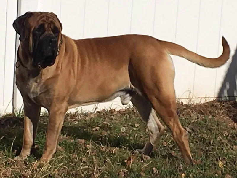 B &amp; B English Mastiffs