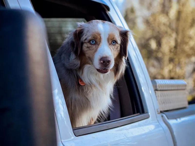 B&amp;B Little Aussie Gems