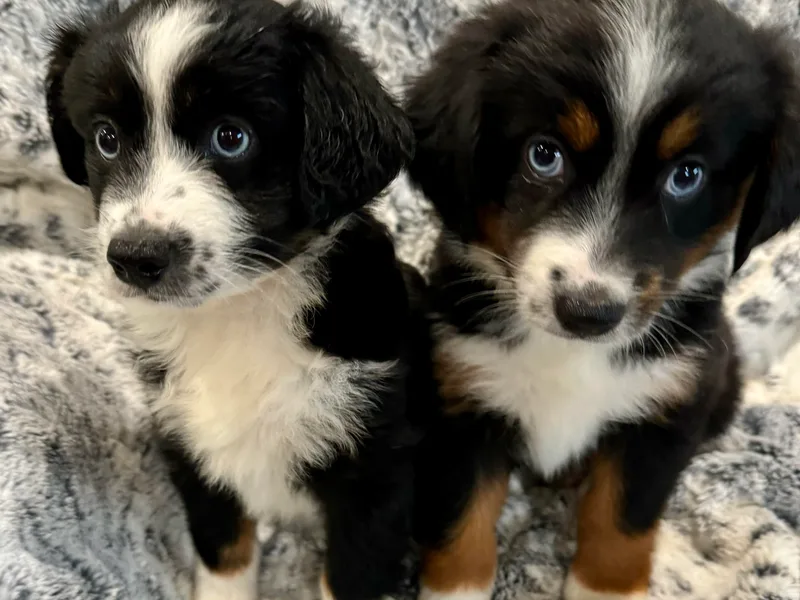 B&amp;B Mini Aussies photo 1