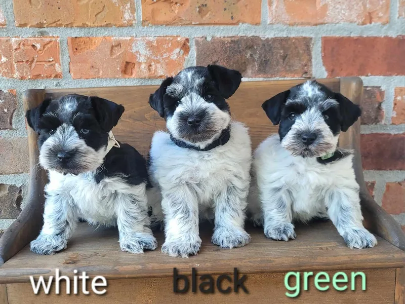 B &amp; B Miniature Schnauzers