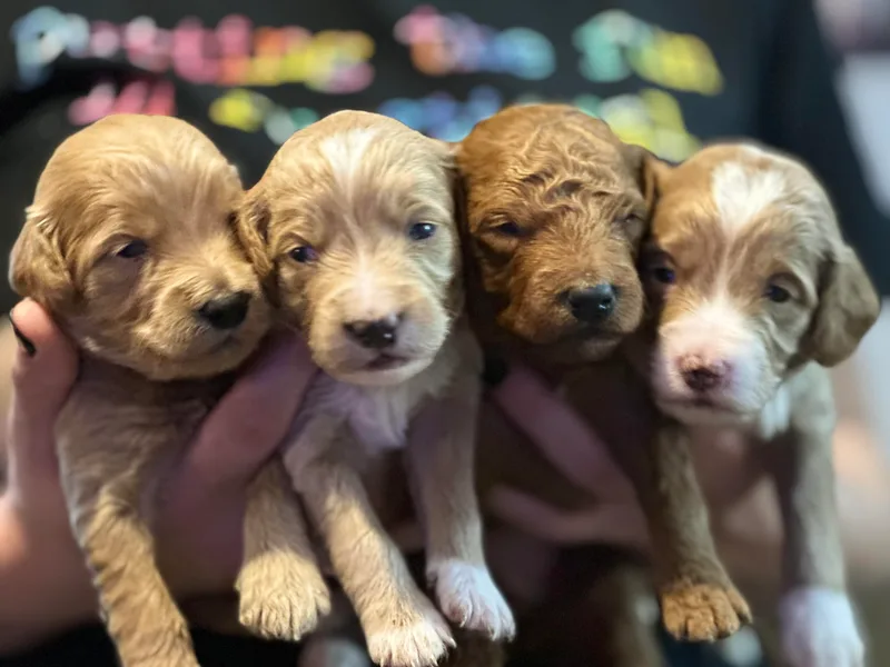 B&amp;C Goldendoodles