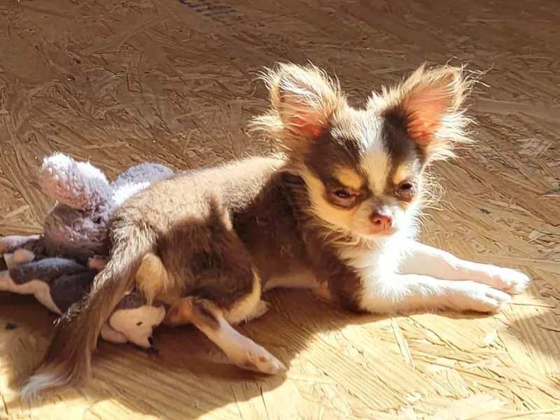 B&amp;D Chihuahuas