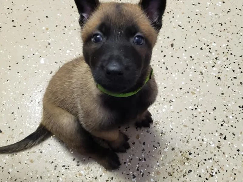 B&amp;D Malinois Kennels