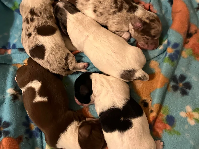 B&amp;K Dachshunds