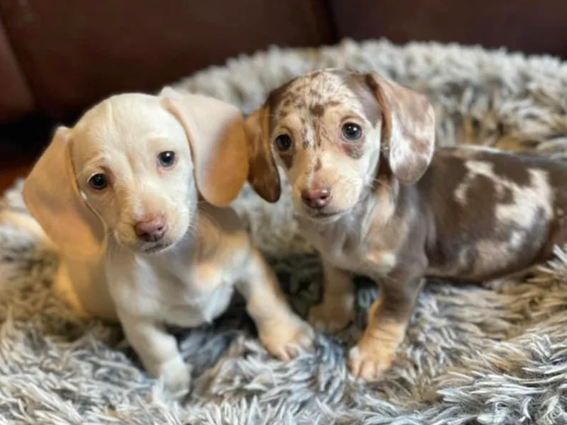 B &amp; K Dachshunds