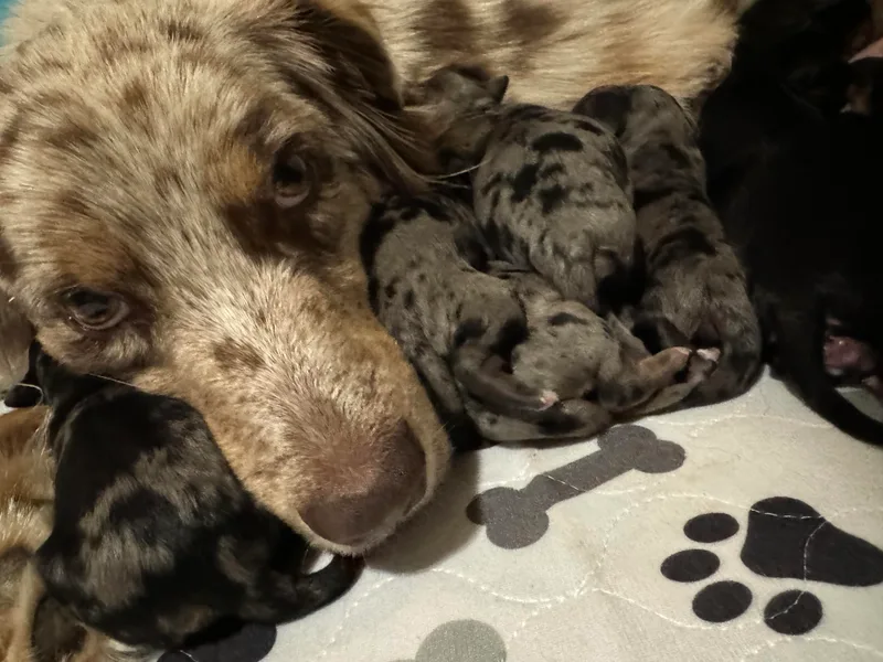 B&amp;K Doodles, LLC