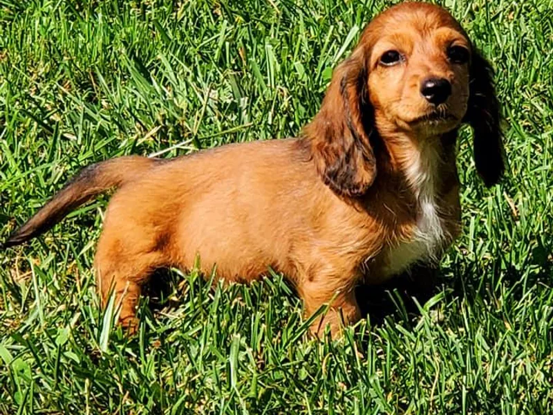 B&amp;M Farm Dachshunds