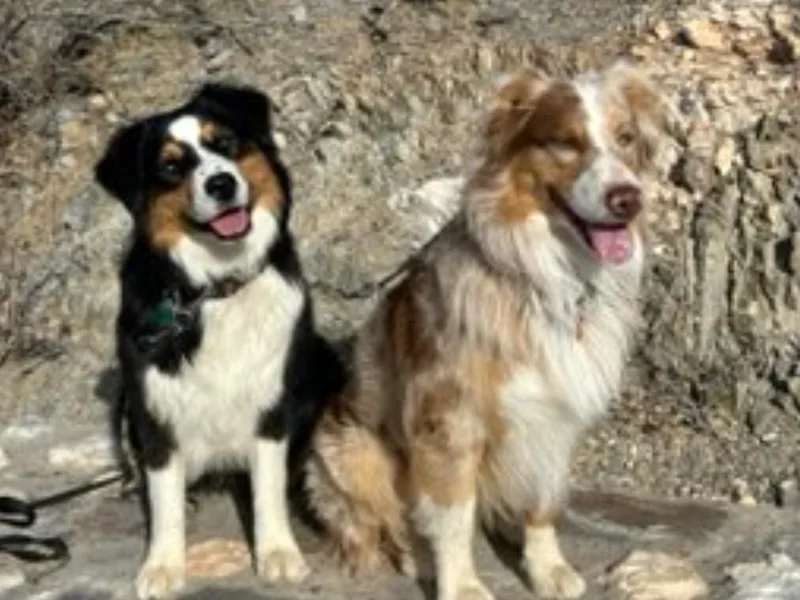 B &amp; T's Aussies &amp; Aussie Doodle's