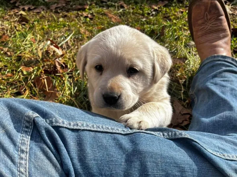 B and B Riverbottom Kennel