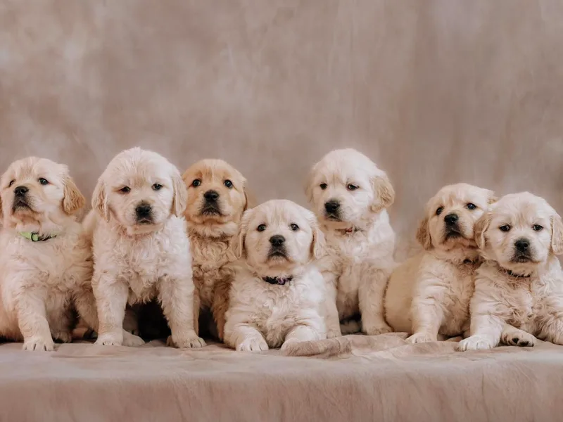 B and K Goldens Llc.