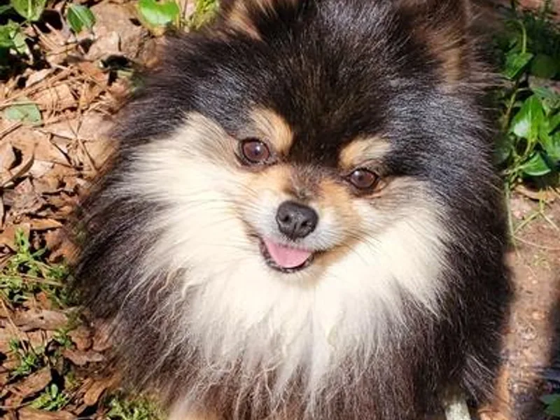 B AND R'S POMERANIAN'S