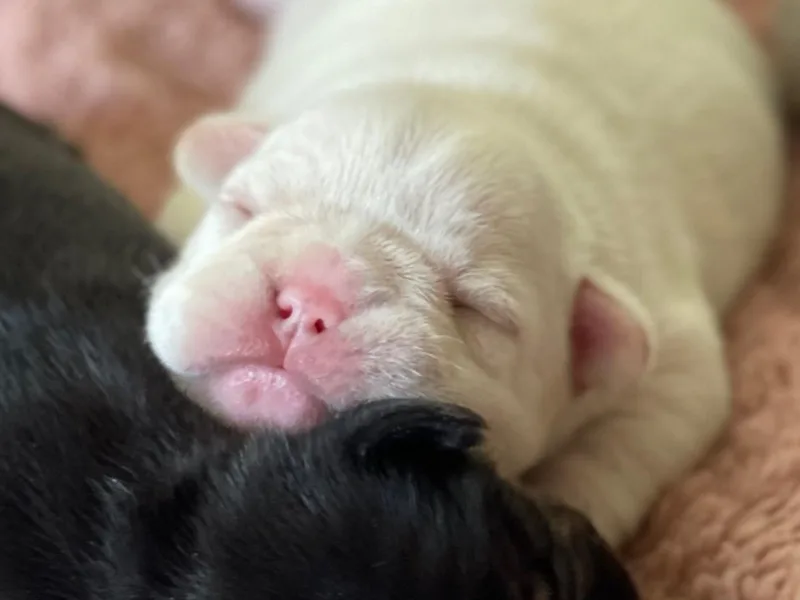 B + J Frenchies