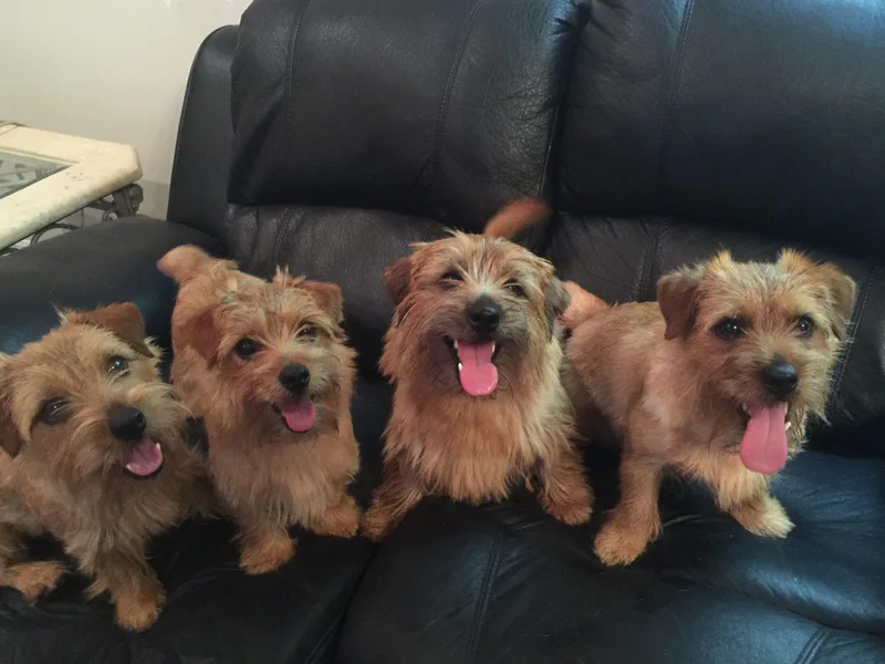 B-Joli Norfolk Terriers