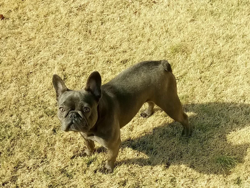 B's Bourbon Frenchies