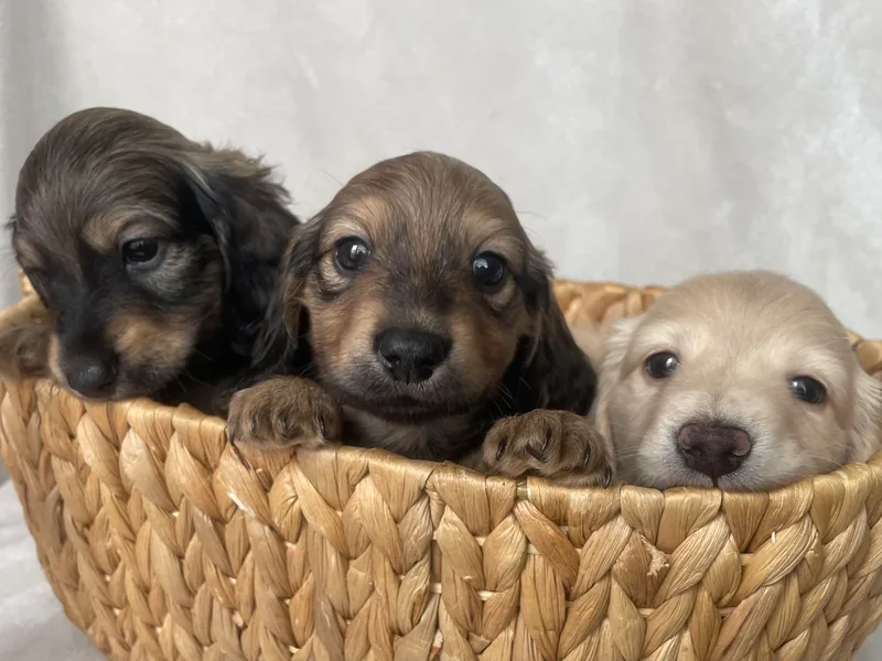B’s Dapper Dachshunds