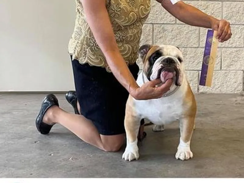 B's Standard-Bred Bulldogs