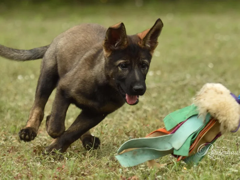Büserhaus Working Dogs