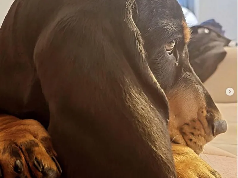 B-Town Basset Hounds