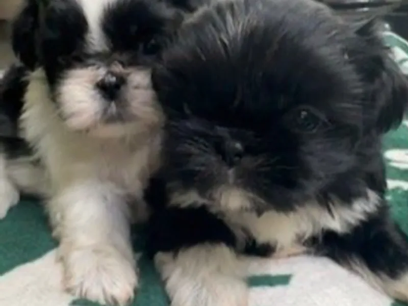 B- Town Bunch of Shih Tzu's