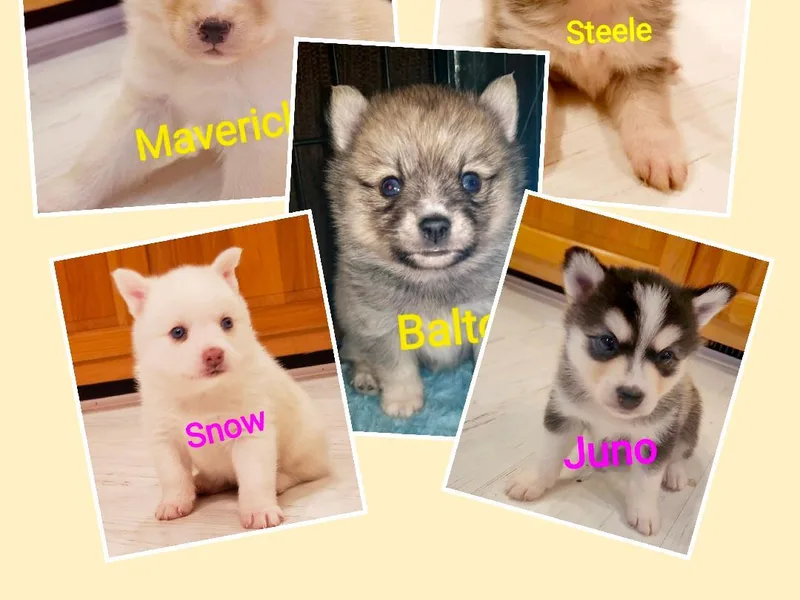 Ba's Designer Puppies