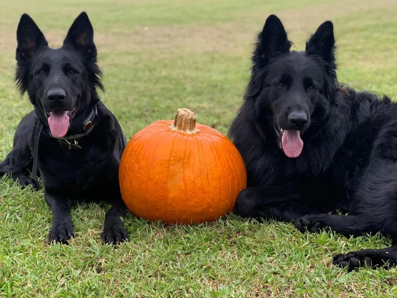Babin K9 photo 1