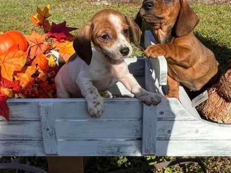 BABS Lowriding Dachshunds