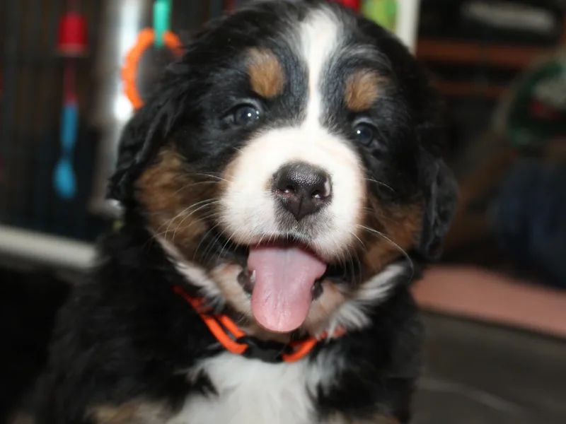 Baby Bear Bernese Kennel