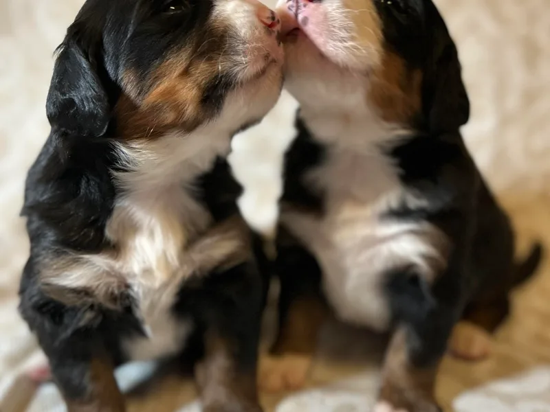 Baby Berners
