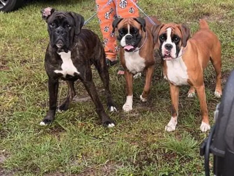 Baby Bliss Boxers