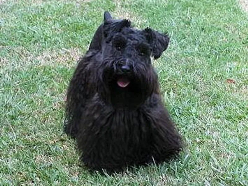 Baby Bow Wow Schnauzers