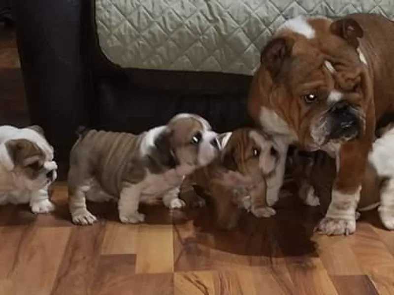 Baby Cake Bullies
