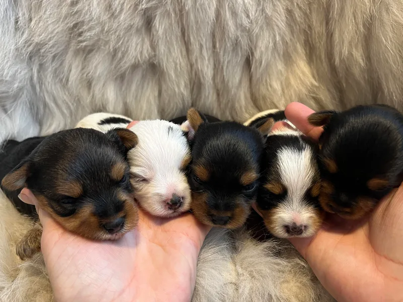 Baby Doll Face Yorkies