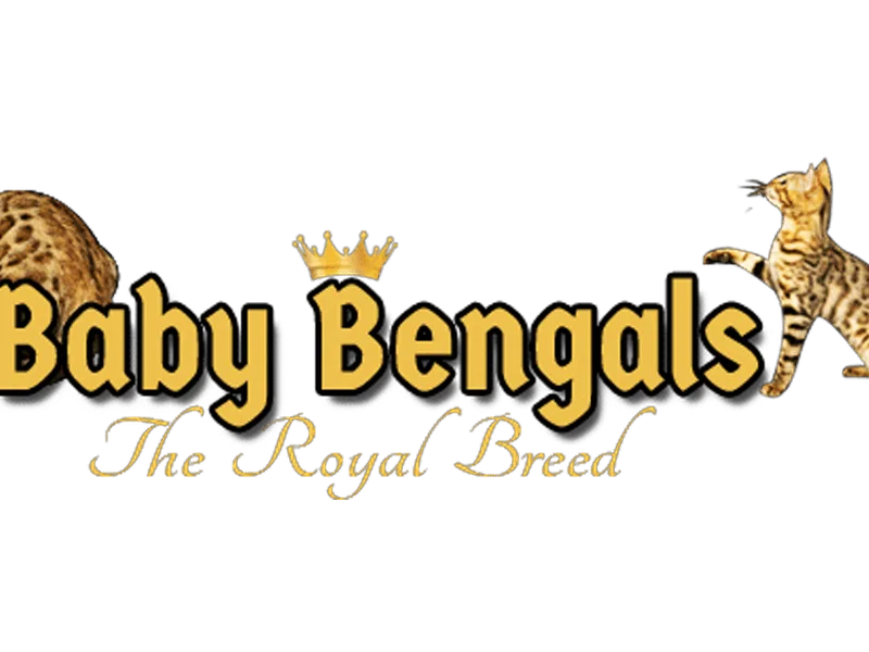 Babybengalsofca
