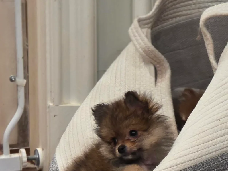 BabyBooPoms