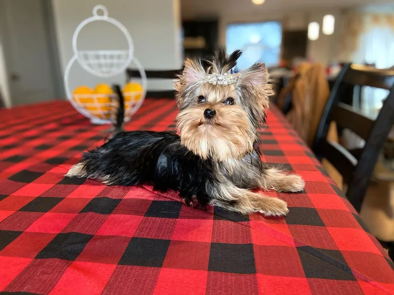 Babydoll Yorkies of Texas