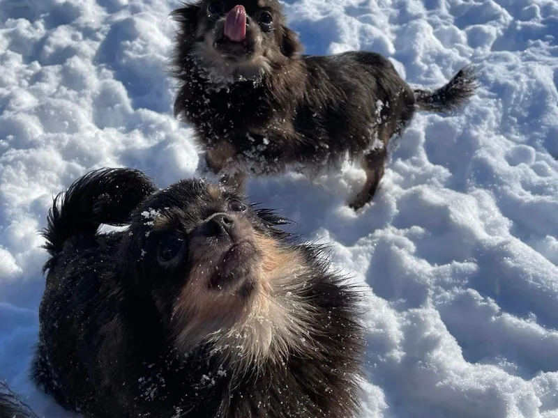 BabydollYorkiesofTexas