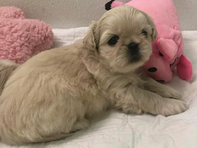 Babyface Shih-Tzu