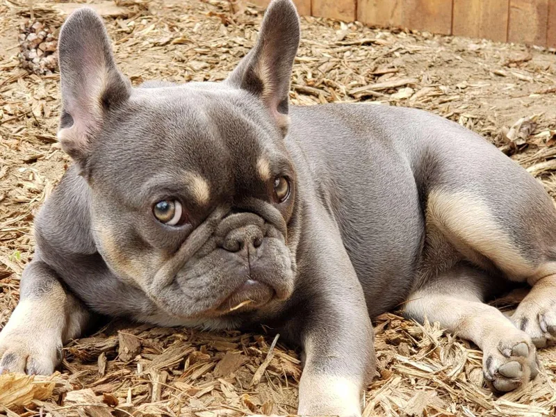 BabyMac Frenchies
