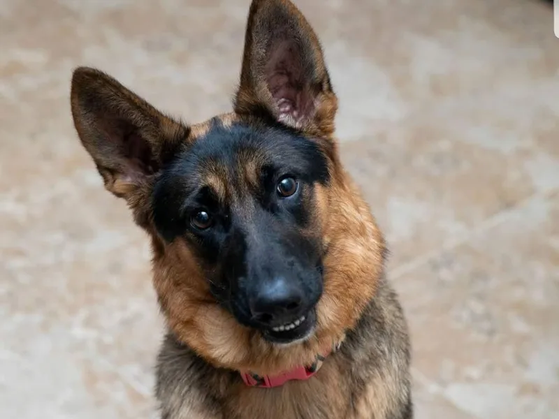 Baca's German Shepherds