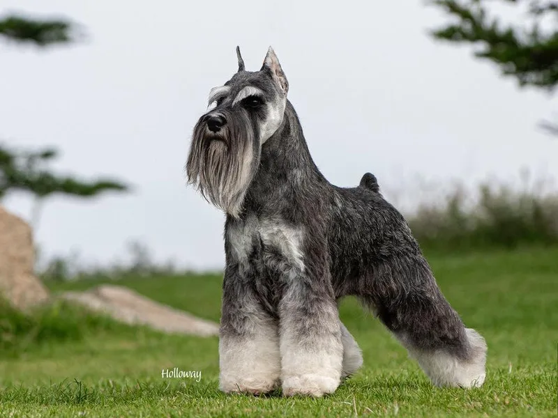 Bachi's Miniature Schnauzers