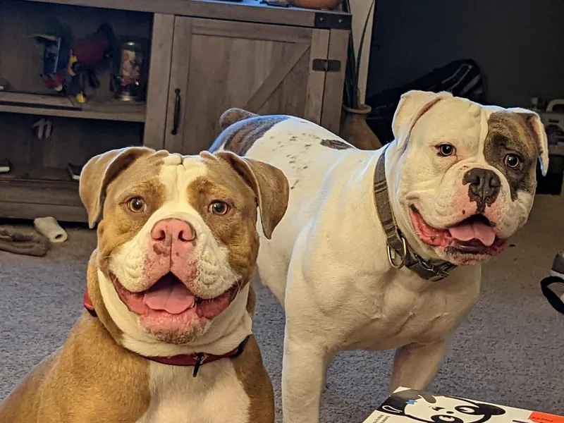 Bachman Olde English Bulldogge LLC