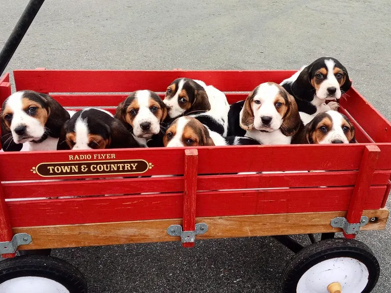 Back Bay Bassets Hounds