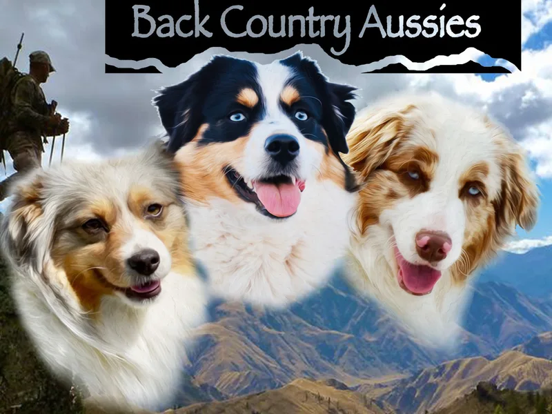 Back Country Aussies