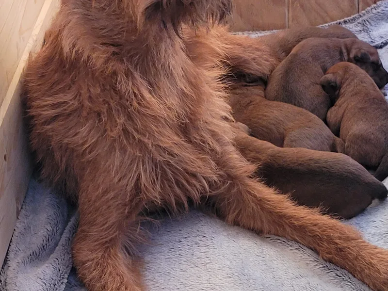 Back Country Terriers photo 1