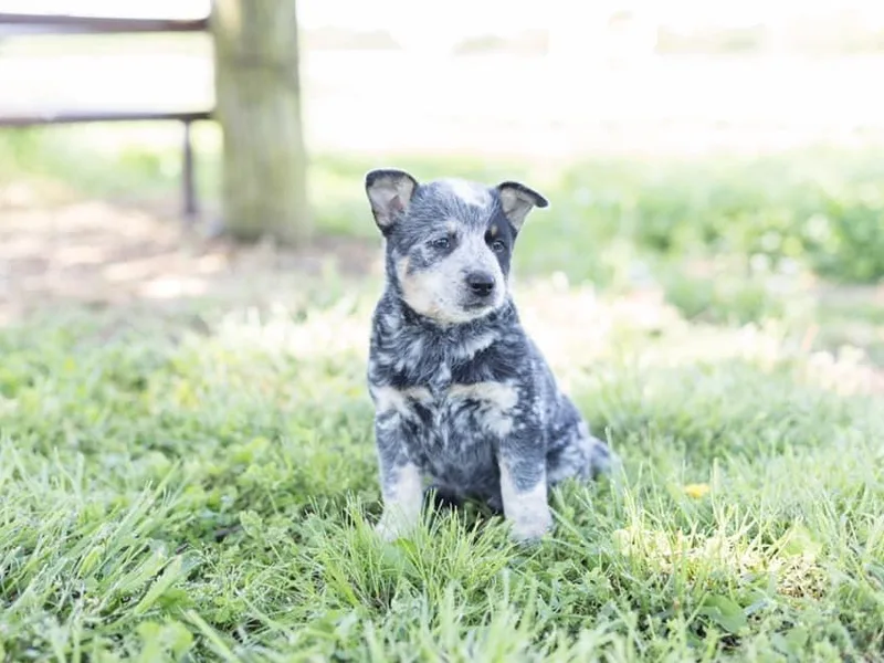 Back Road Dog Company, LLC