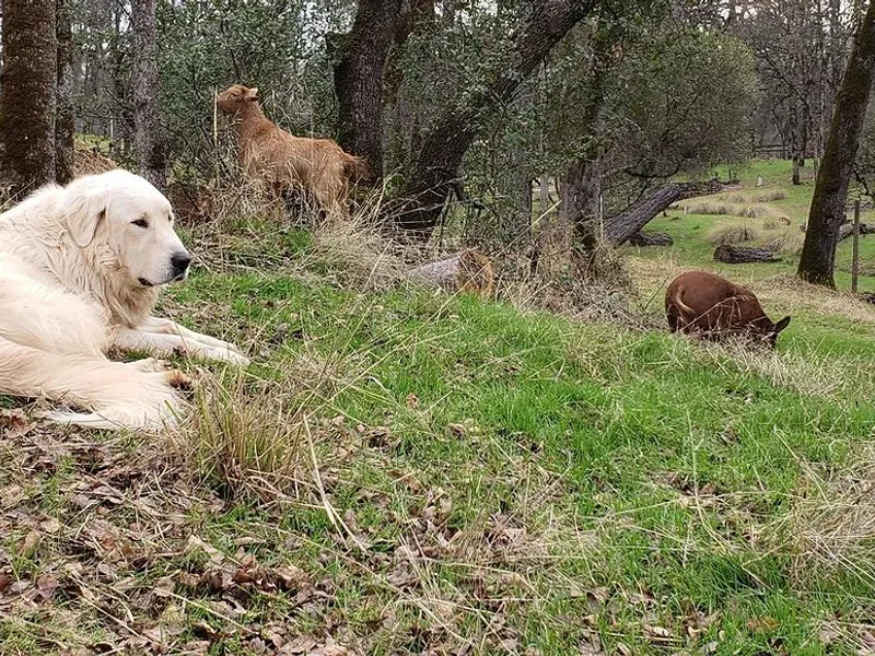 Back to Roots Farm Great Pyrenees